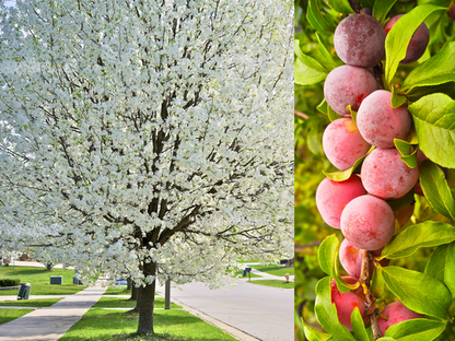 American Plum Prunus Americana Tree Shrub Seeds – Red Purple Fruit, White Flowers heirloom non-gmo organic garden seeds