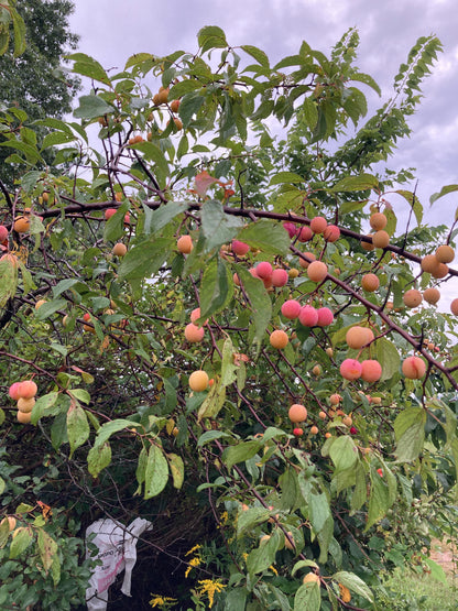 American Plum (Prunus americana) Tree Shrub Seeds – Red Purple Fruit, White Flowers