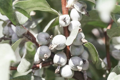 American Silverberry (Elaeagnus Commutata) Wolf Willow / Wolfberry Wild Olive Berry Fruit Shrub Seeds