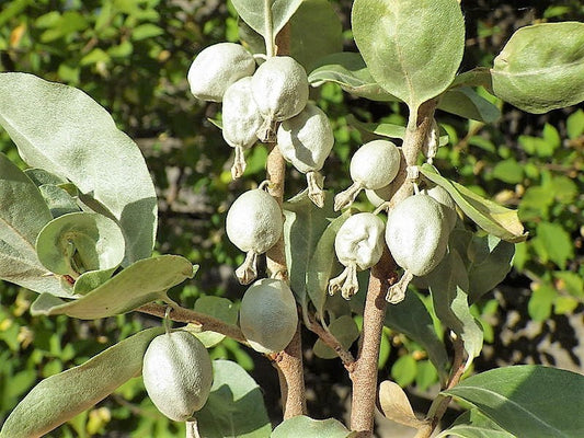 American Silverberry Elaeagnus Commutata Wolf Willow Wolfberry Wild Olive Berry Fruit Shrub Seeds heirloom non-gmo organic garden seeds