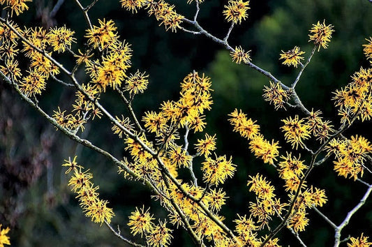 American Witch Hazel Hamamelis Virginiana Yellow Flower Shrub Tree Seeds heirloom non-gmo organic garden seeds