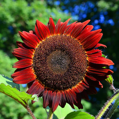 Rote Sonnenblumenkerne