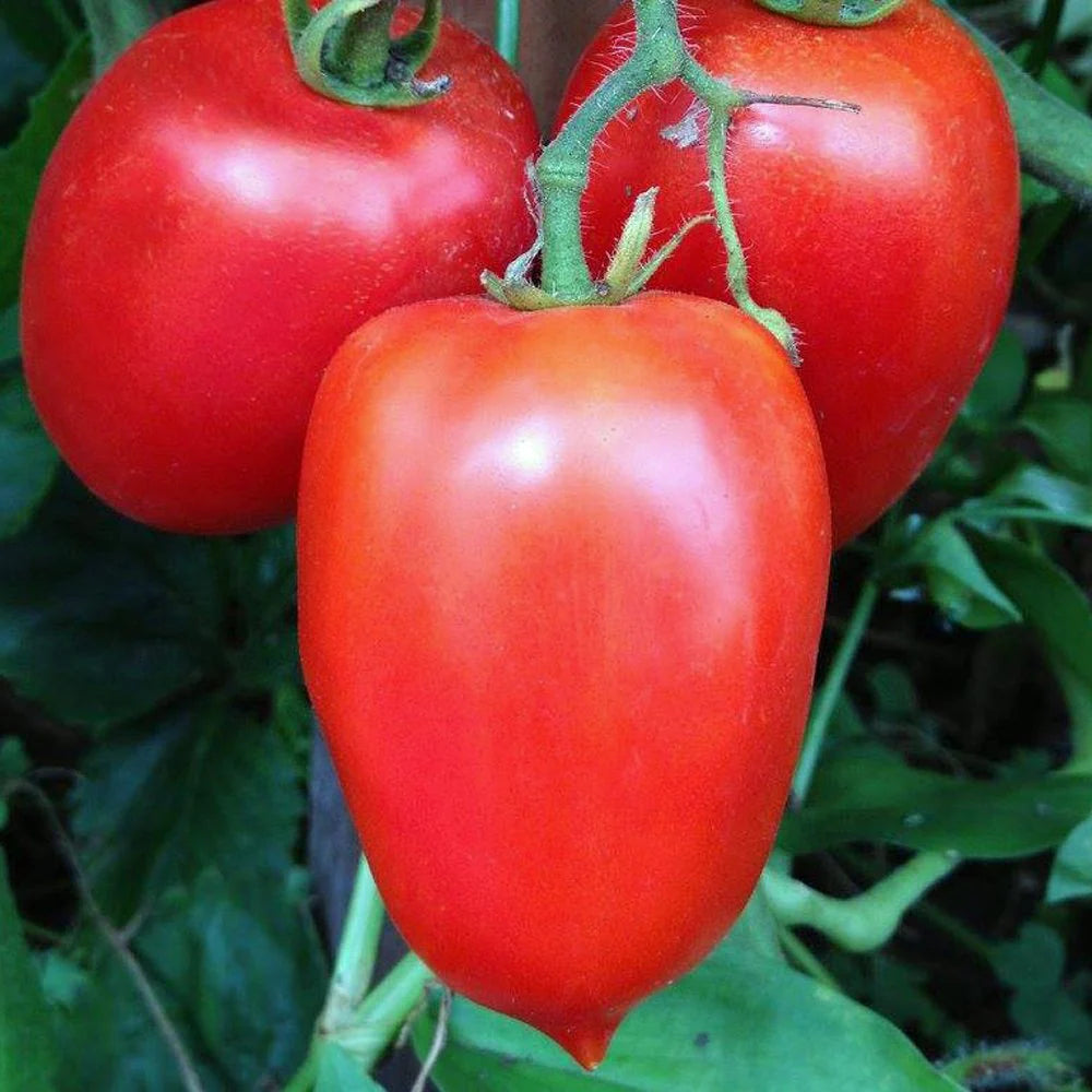 Amish Paste Tomato Vegetable Seeds
