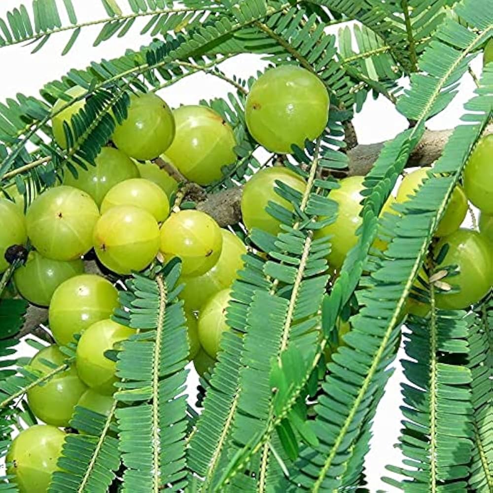 Indian Gooseberry (Phyllanthus emblica) Emblic Edible Fruit Tree Seeds