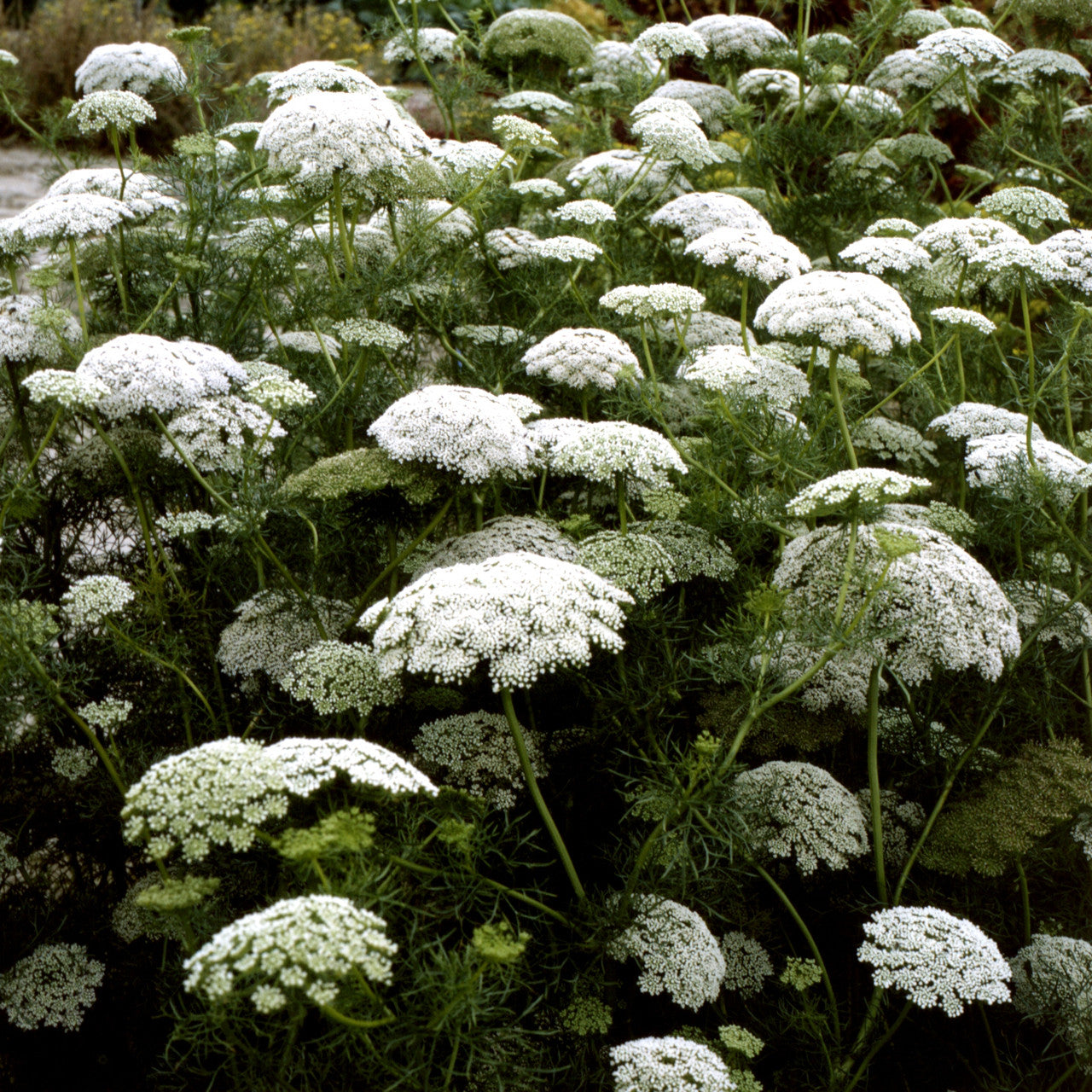 Bishop’s Flower (Ammi Majus) – False Queen Anne’s Lace Seeds