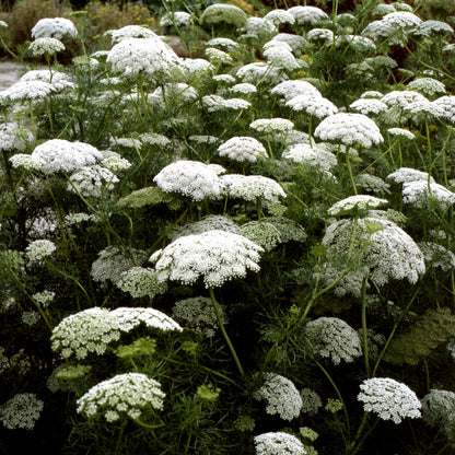 Bishop’s Flower (Ammi Majus) – False Queen Anne’s Lace Seeds