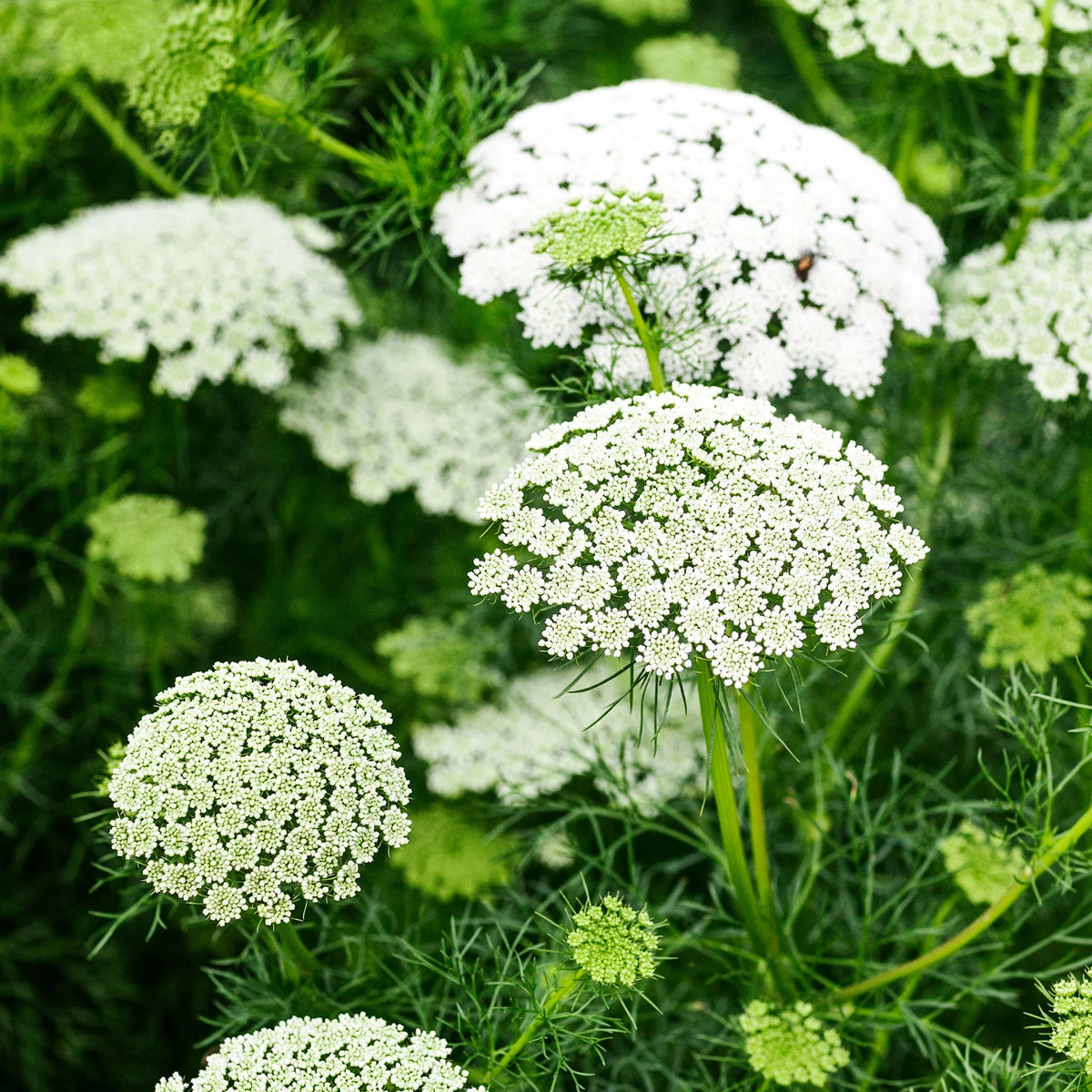 Ammi Majus Flower seeds for Planting Easy to Grow Heirloom & GMO Free Seeds for Home Garden
 
 Sale seeds for home garden planting