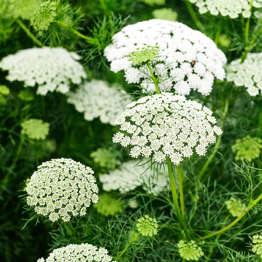 Ammi Majus Flower seeds for Planting Easy to Grow Heirloom & GMO Free Seeds for Home Garden
 
 Sale seeds for home garden planting