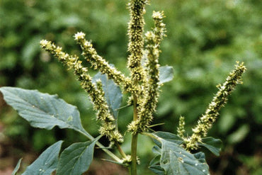 Amaranthus Spinosus (Spiny Amaranth) Seeds - Hardy Edible Green with Spiky Leaves