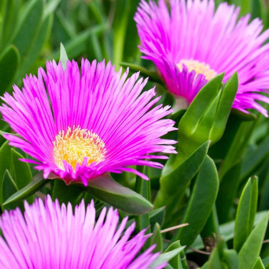 Ice Plant Flower Seeds (Delosperma)