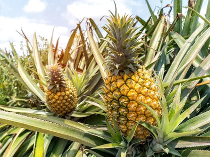 Pineapple Ananas comosus Fruit Seeds for Planting