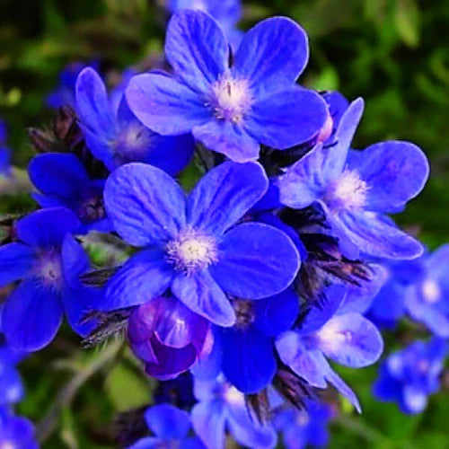 Anchusa Flower seeds for Planting Drought Tolerant Heirloom & GMO Free Seeds for Home Garden