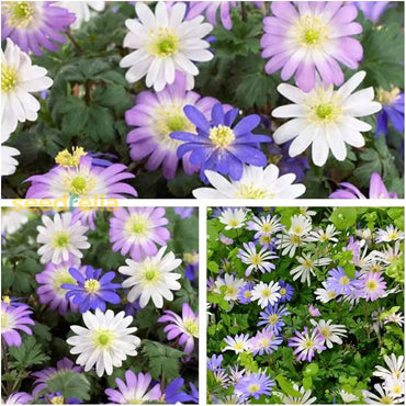 Anemone Blanda Seeds For Planting: Vibrant Flower
