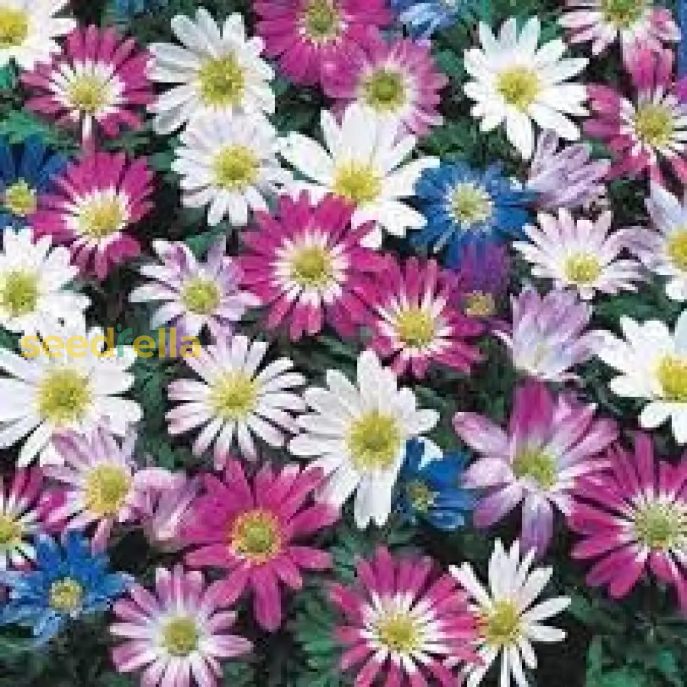 Anemone Blanda Seeds For Planting: Vibrant Flower