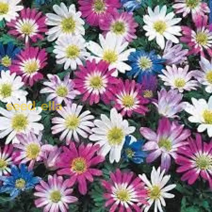 Anemone Blanda Seeds For Planting: Vibrant Flower