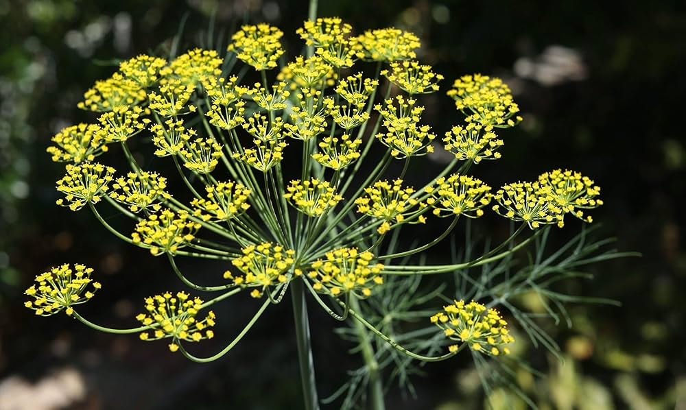 Dill Seeds - Bouquet (Anethum graveolens)
