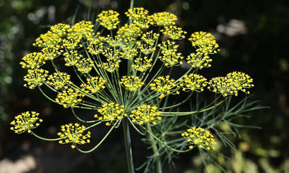 Dill Seeds - Bouquet (Anethum graveolens)