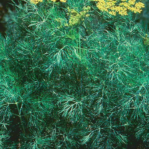Dill Seeds - Fernleaf (Anethum graveolens)
