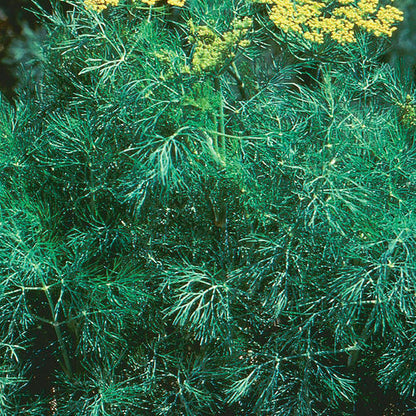 Dill Seeds - Fernleaf (Anethum graveolens)