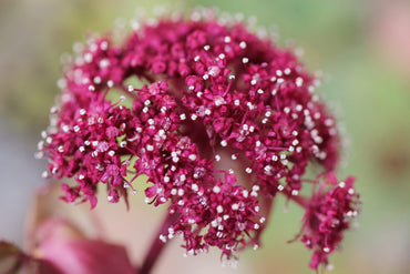 Angelica Gigas Herb Seeds