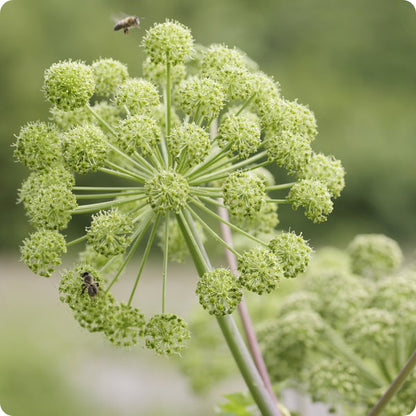 Angelica Seeds Angelica Archangelica heirloom non-gmo organic garden seeds