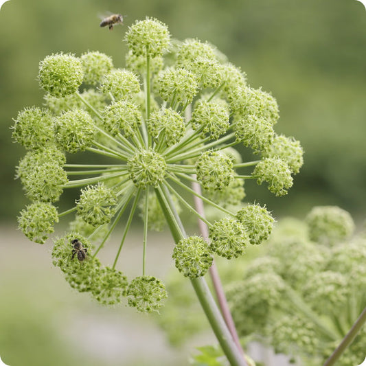 Angelica Seeds Angelica Archangelica heirloom non-gmo organic garden seeds