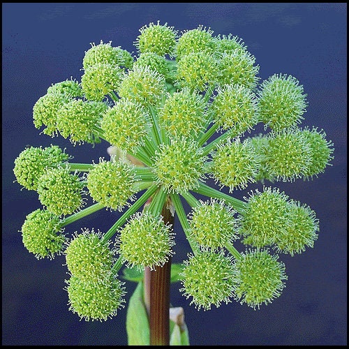 Angelica Angelica Archangelica Edible Herb Seeds heirloom non-gmo organic garden seeds