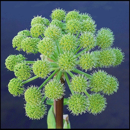 Angelica Angelica Archangelica Edible Herb Seeds heirloom non-gmo organic garden seeds
