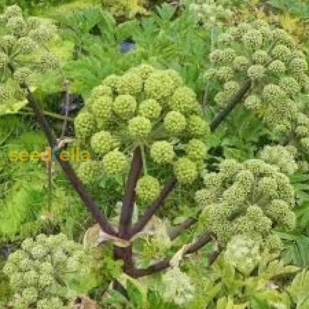 Angelica Seeds For Garden Planting heirloom non-gmo organic garden seeds