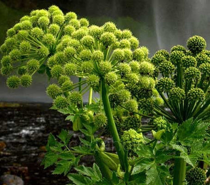 Angelica Angelica Archangelica Seeds heirloom non-gmo organic garden seeds
