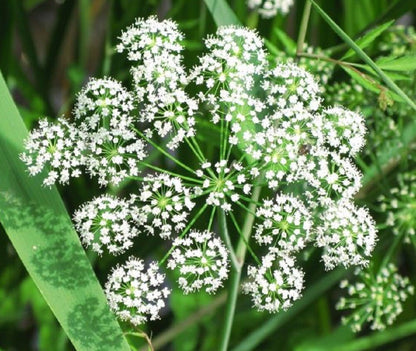 Female Ginseng (Dong Quai / Chinese Angelica Sinensis) Herb White Flower Seeds