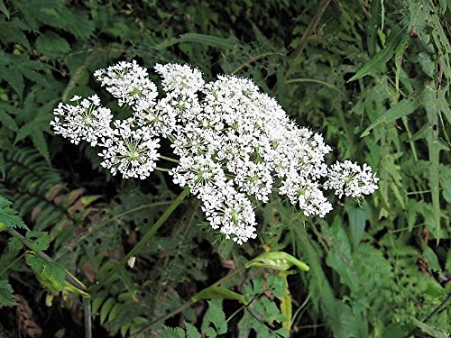 Female Ginseng (Dong Quai / Chinese Angelica Sinensis) Herb White Flower Seeds
