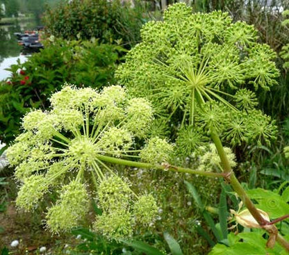 アンジェリカ（天使の草）種子