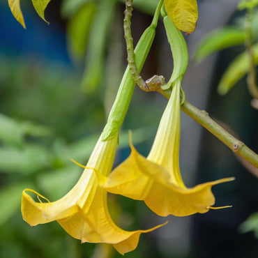Yellow Trumpet Vine Seeds