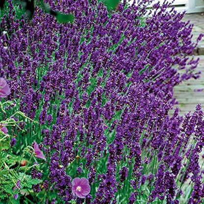 Hidcote Blue Lavender (Lavandula angustifolia) Seeds