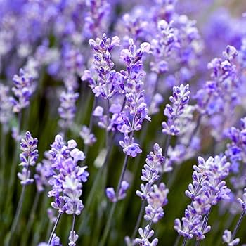 Munstead Lavender (Lavandula angustifolia 'Munstead') Seeds