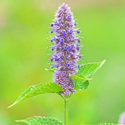 Hyssop Flower seeds for Planting Long Bloom Season Heirloom & GMO Free Seeds for Home Garden