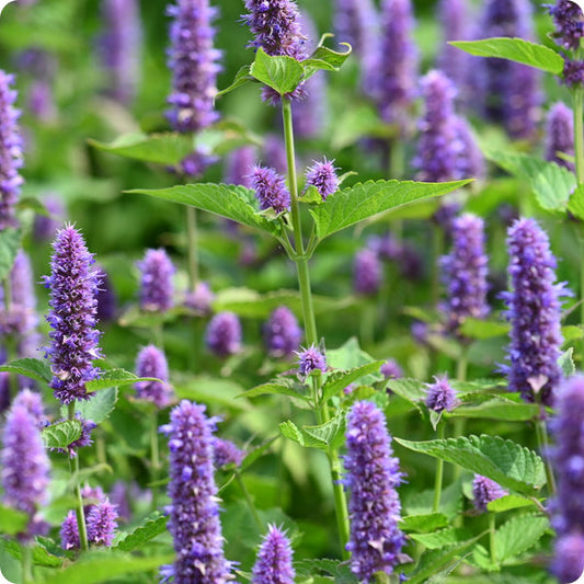 Anise Hyssop Seeds Agastache Foeniculum heirloom non-gmo organic garden seeds