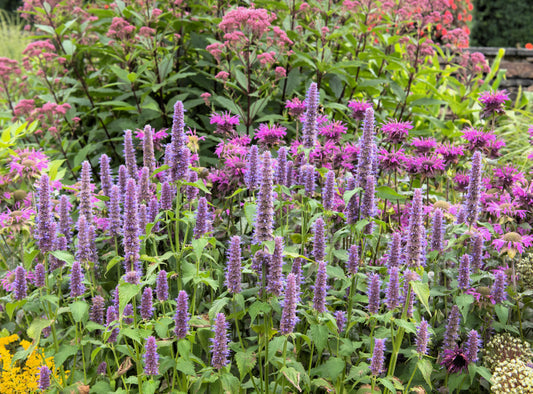 Purple Anise Hyssop Agastache Foeniculum Herb Flower Seeds heirloom non-gmo organic garden seeds