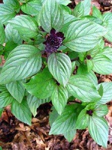 Anise Persian Basil (Ocimum basilicum) Herb Flower Seeds
