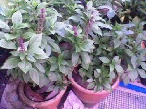 Anise Persian Basil Ocimum Basilicum Herb Flower Seeds heirloom non-gmo organic garden seeds