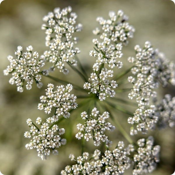 Anise Herb Pimpinella Anisum Seeds heirloom non-gmo organic garden seeds