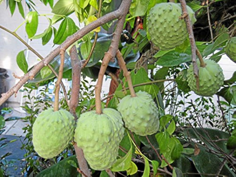 Annona Annona cherimola Fruit Seeds for Planting for Tropical Garden