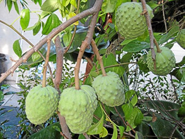 Annona Annona cherimola Fruit Seeds for Planting for Tropical Garden