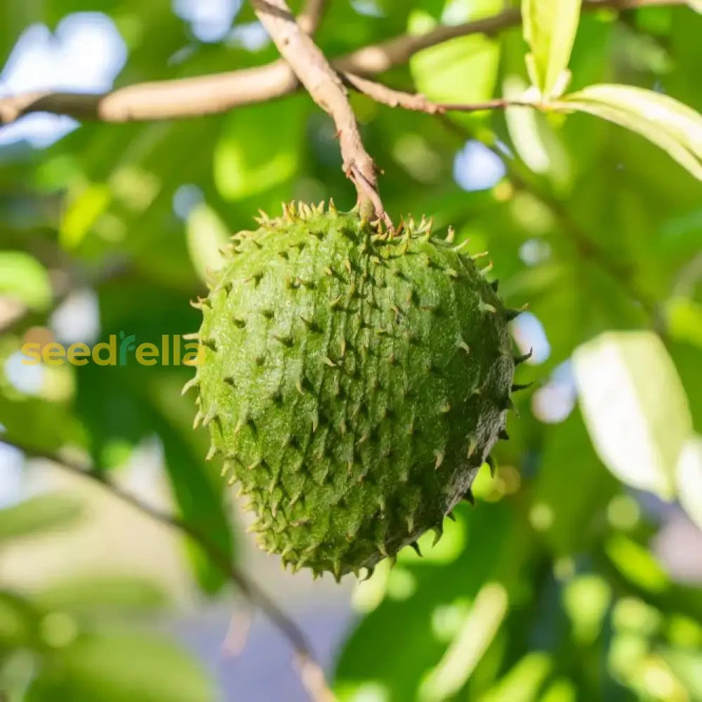 Green Soursop Seeds for Easy Planting Grow Exotic Fruit at Home