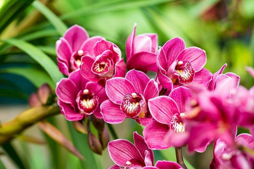 Butterfly Orchid Flower seeds for Planting - Easy to Grow, Heirloom & GMO Free Seeds for Home Garden
 
 Sale for planting in home garden.