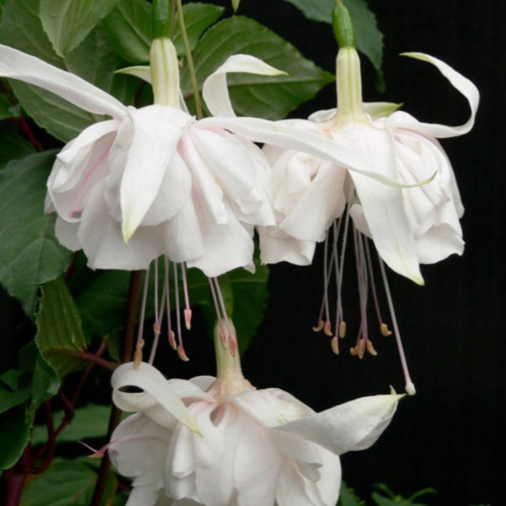 White Fuchsia Flower Seeds