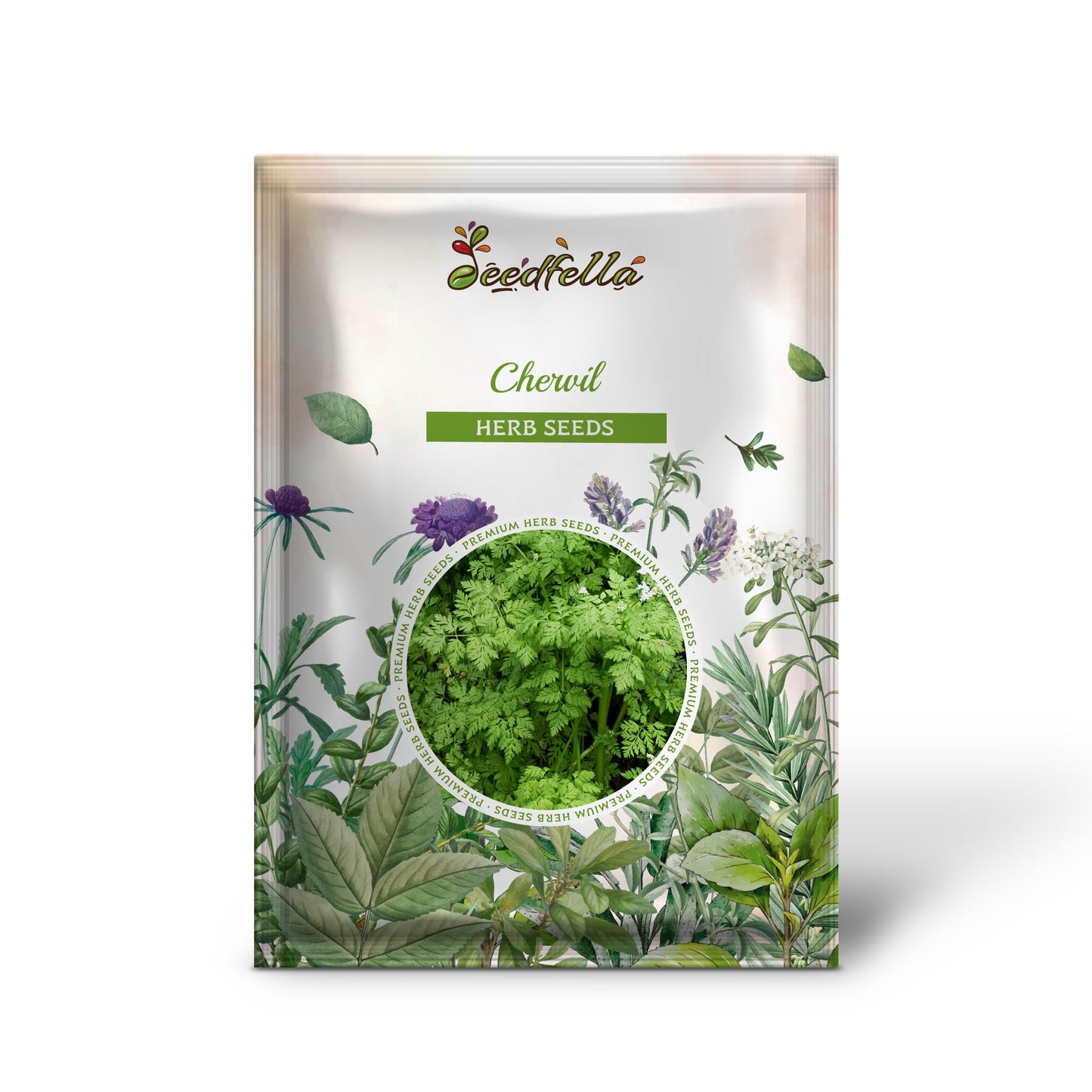 Chervil (Anthriscus cerefolium) Seeds