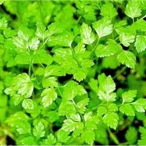 Chervil Seeds - Vertissimo (Anthriscus cerefolium)