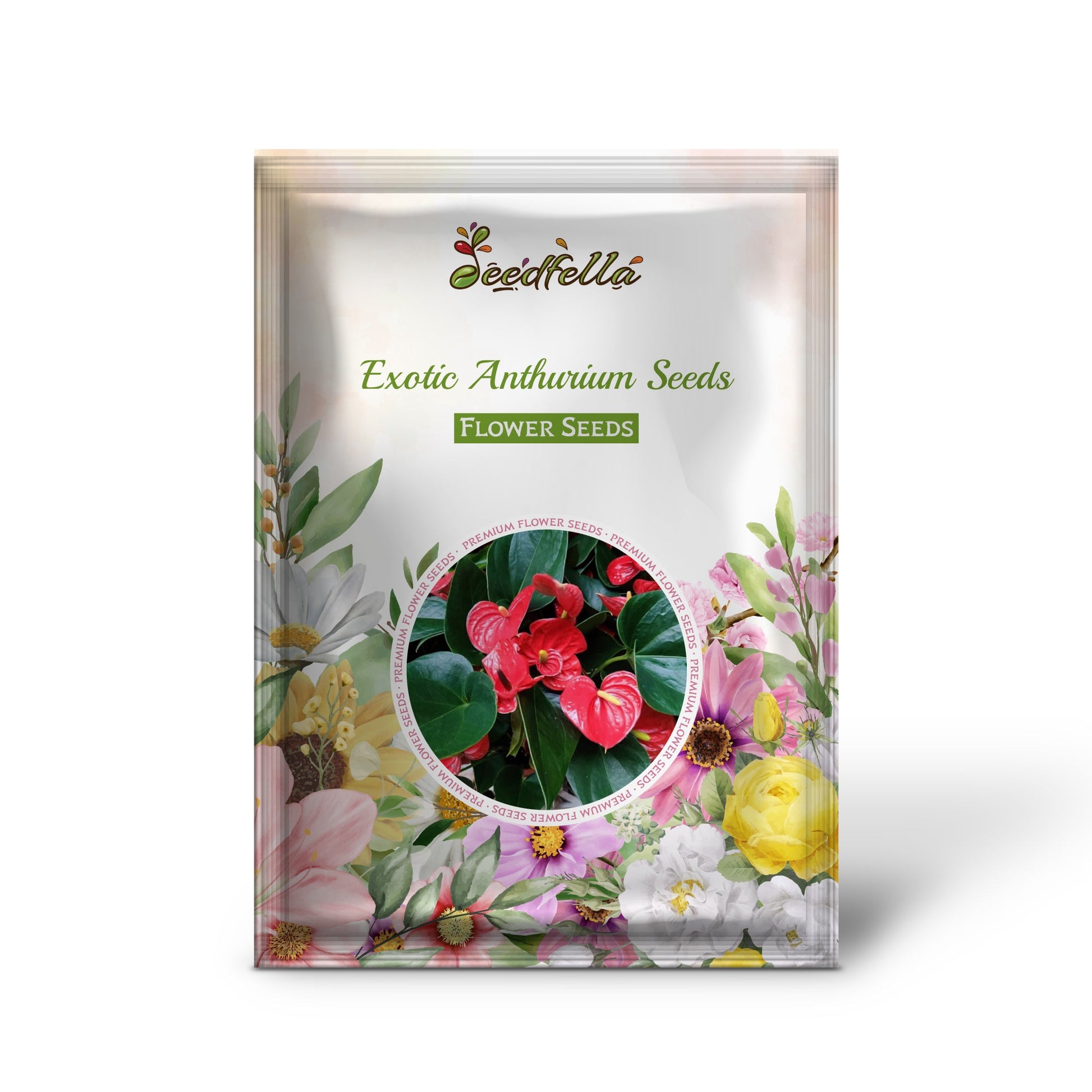 Anthurium Flower Blooming in Red and Yellow Shades